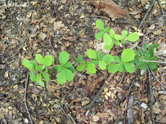 Berberis actinacantha