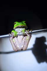 Phyllomedusa tarsius