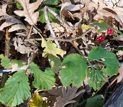 Rubus carpetanus