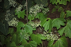Begonia hydrophylloides