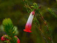 Erica regia