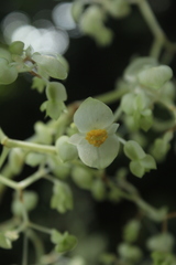 Begonia hydrophylloides