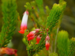Erica regia