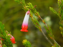 Erica regia
