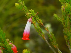 Erica regia