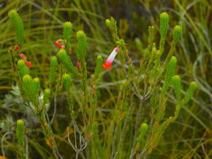 Erica regia