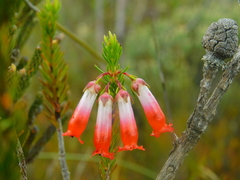Erica regia