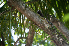 Callithrix jacchus × penicillata