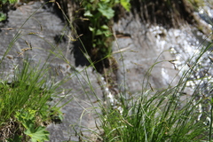 Carex tristis