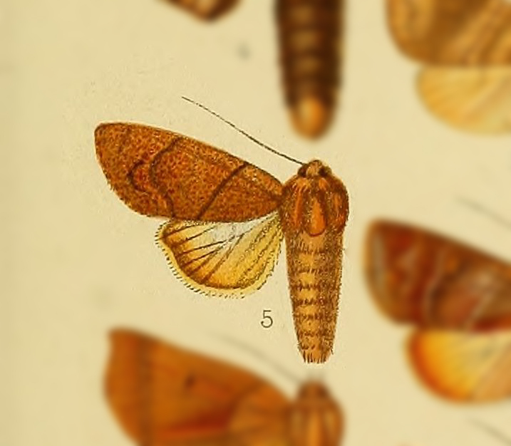 Aiteta apriformis