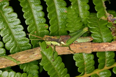 Antiphanes nodicollis