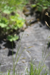 Carex tristis