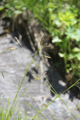 Carex tristis