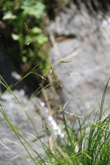 Carex tristis