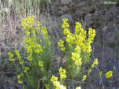 Calceolaria thyrsiflora