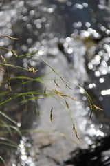 Carex tristis