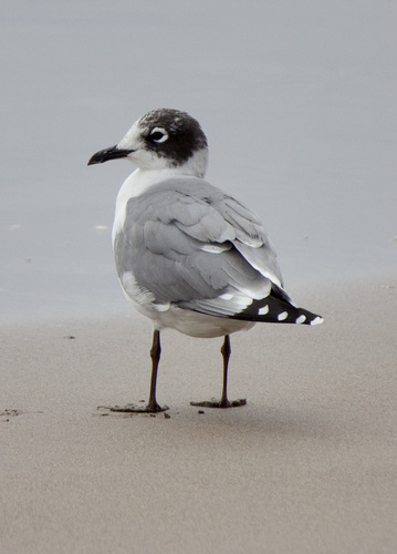 Gaviota pipizcán (Larus pipixcan)