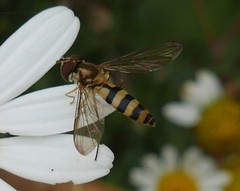 Meliscaeva cinctella