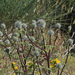 Echinops spinosissimus spinosissimus - Photo (c) fotis-samaritakis,  זכויות יוצרים חלקיות (CC BY-NC), הועלה על ידי fotis-samaritakis