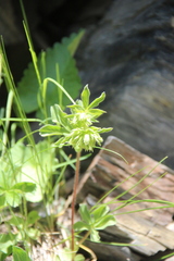 Potentilla brachypetala