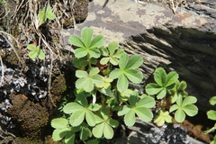 Potentilla brachypetala