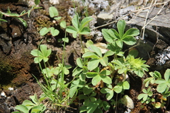 Potentilla brachypetala
