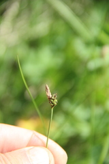 Carex ericetorum