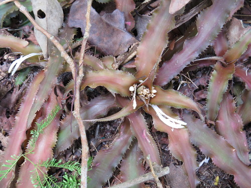Cryptanthus acaulis, photograph 4
