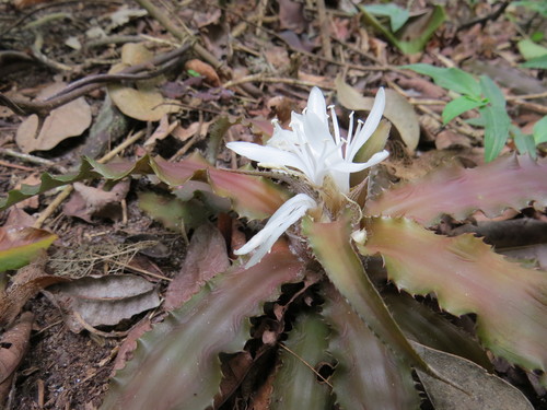 Cryptanthus acaulis, photograph 2