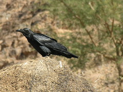 Corvus rhipidurus