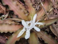 Cryptanthus acaulis