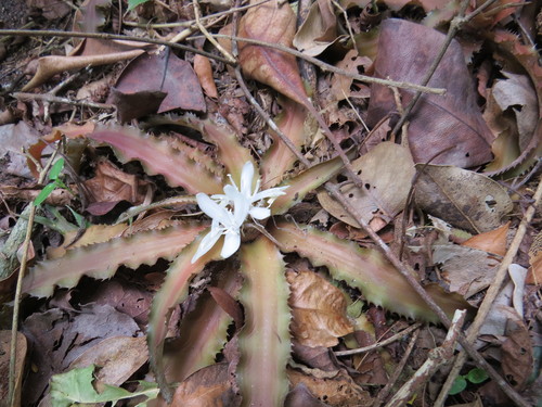 Cryptanthus acaulis, photograph 3