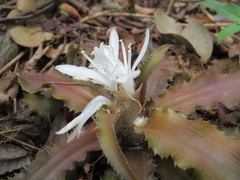 Cryptanthus acaulis
