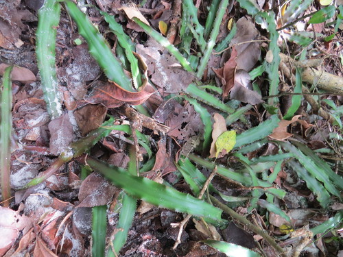 Cryptanthus acaulis, photograph 6