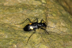 Oxycheila tristis
