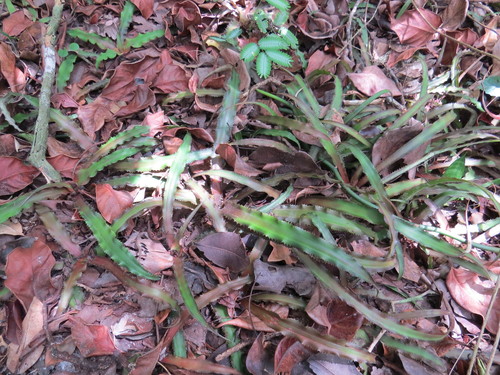 Cryptanthus acaulis, photograph 5