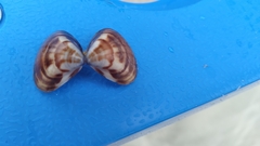 Tivela mactroides