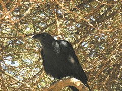 Corvus rhipidurus