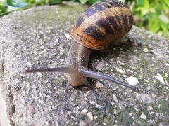 Cornu aspersum