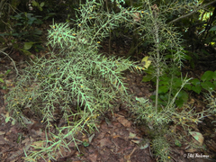 Colletia ulicina
