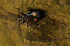 Oxycheila tristis