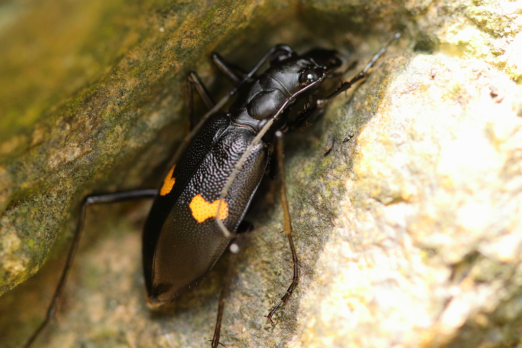 Oxycheila tristis