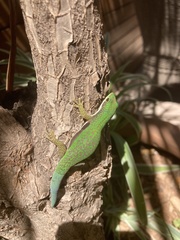 Phelsuma lineata