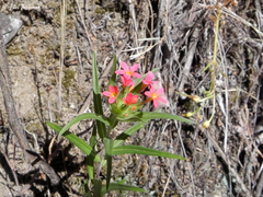 Collomia biflora