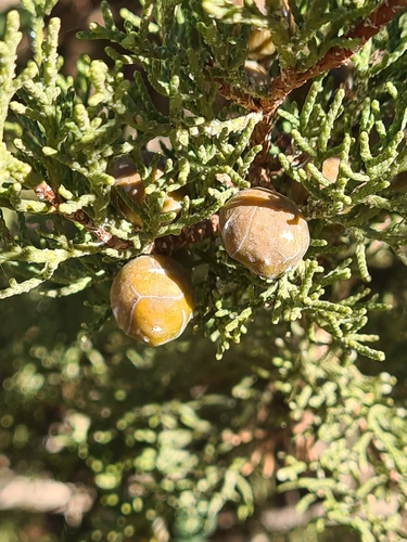 Juniperus phoenicea subsp. turbinata image