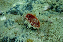 Monomyces rubrum