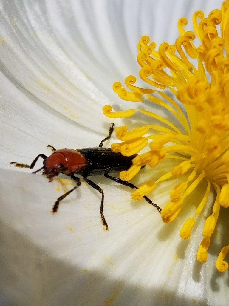 Plains Poppy Lizard Beetle