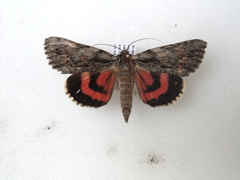 Catocala coccinata