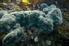 Stelletta conulosa