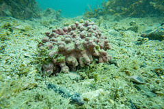 Lithothamnion crispatum